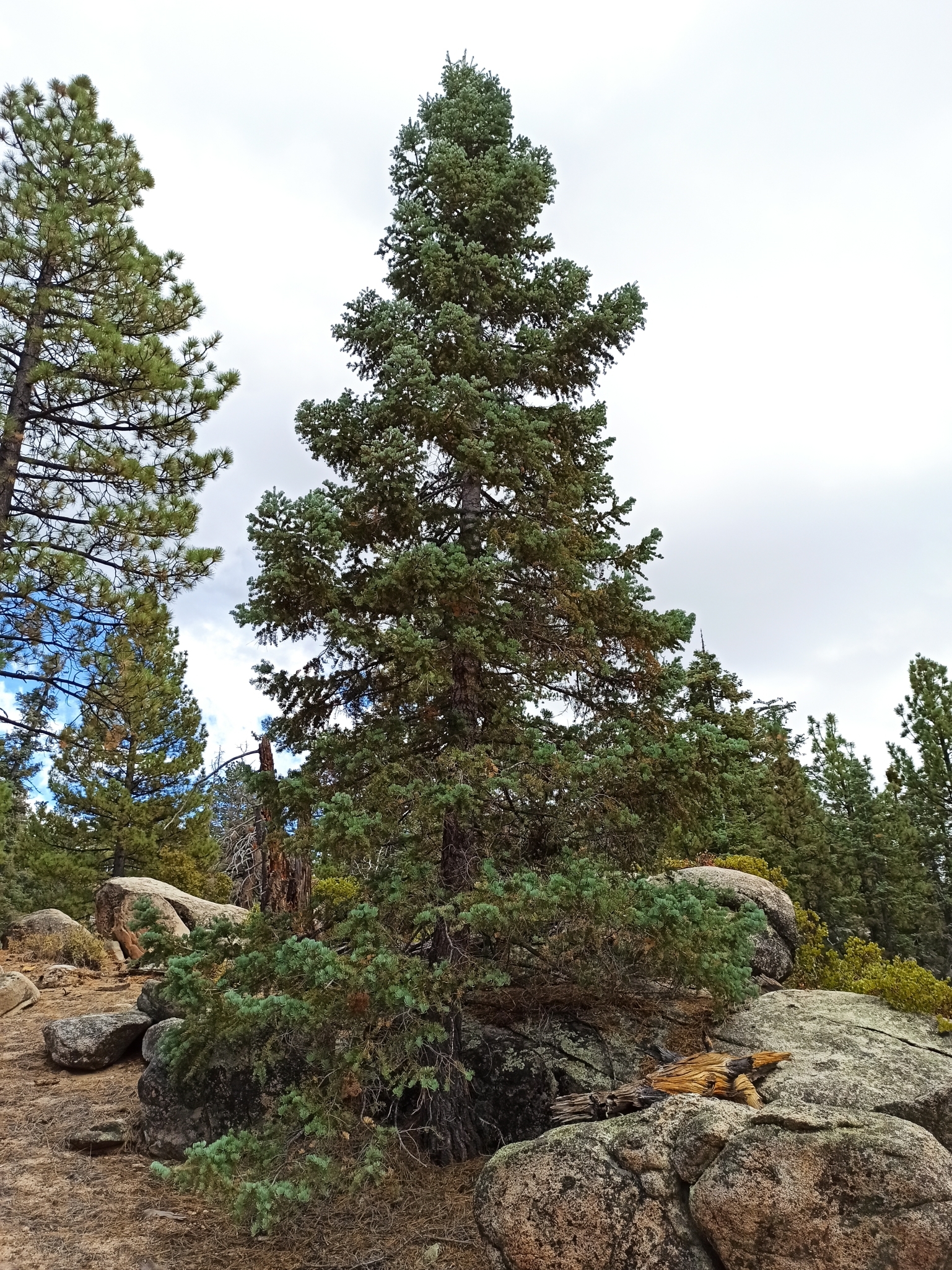Abies concolor: whole plant