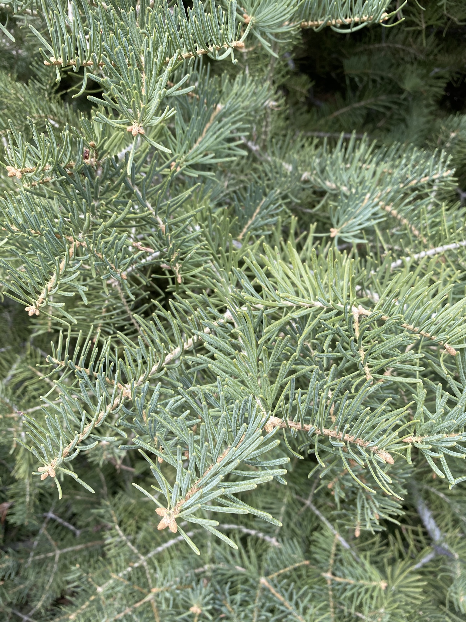 Abies concolor: closeup leaves