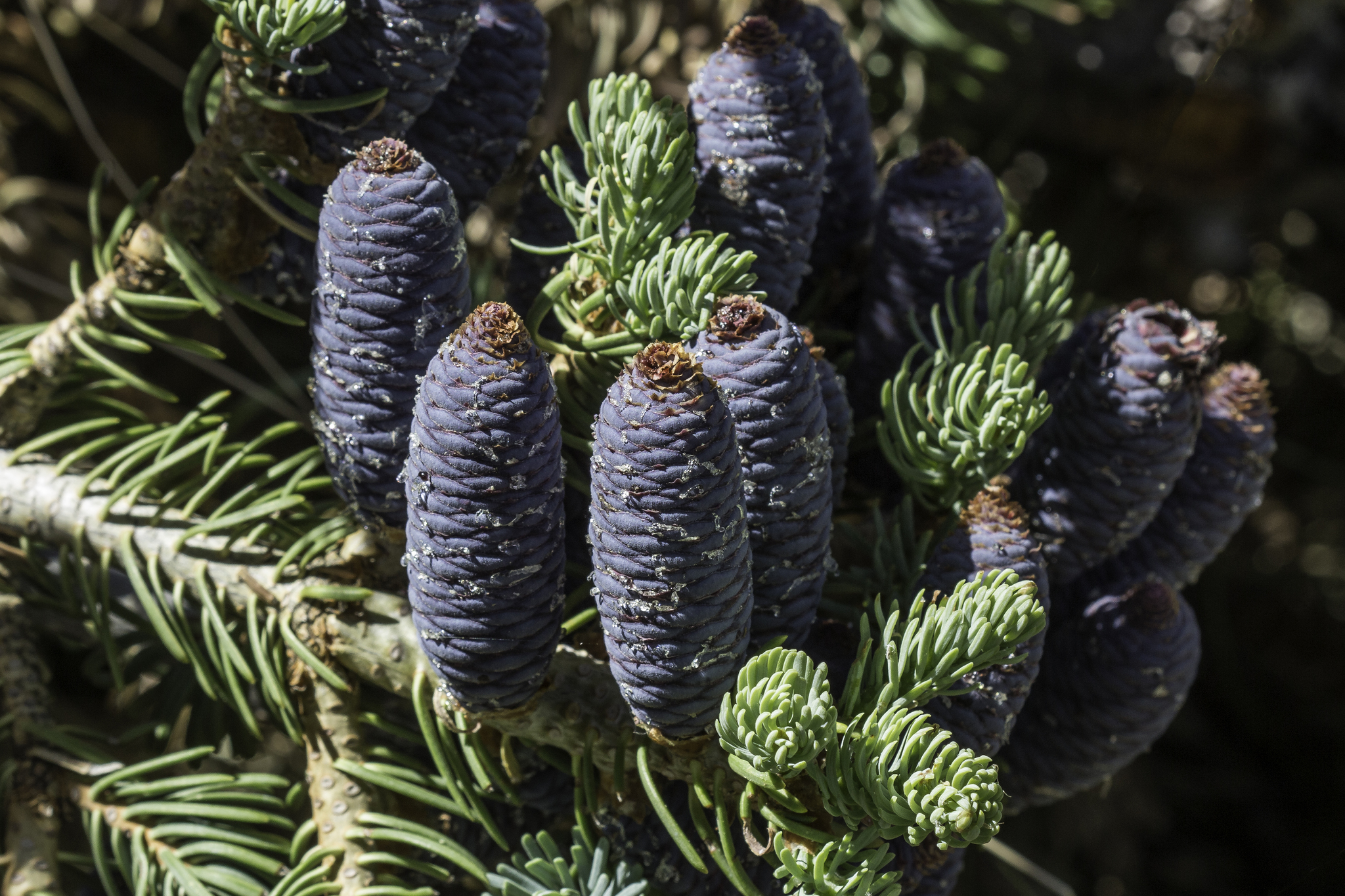 Abies concolor: closeup fruit