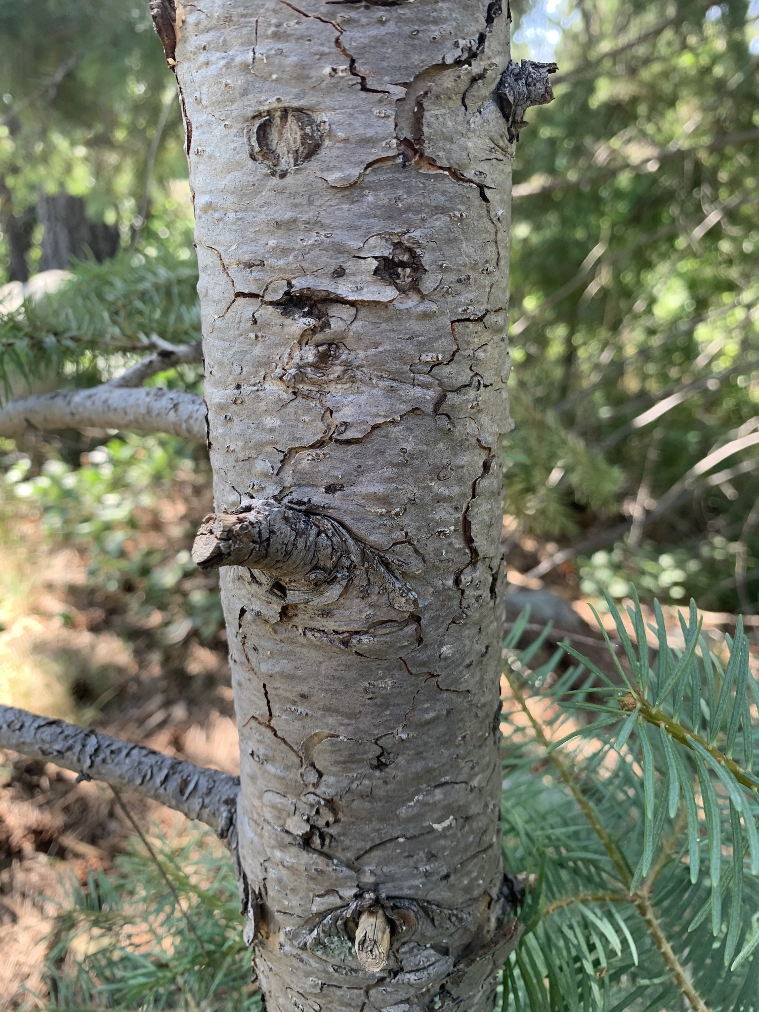 Abies concolor: bark