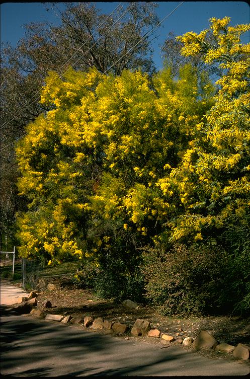 Acacia adunca: whole plant side view