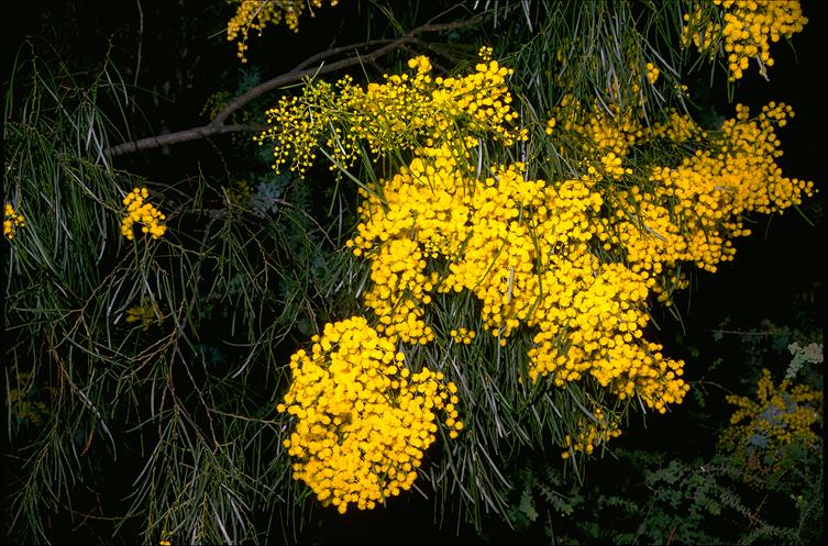 Acacia adunca: flowers