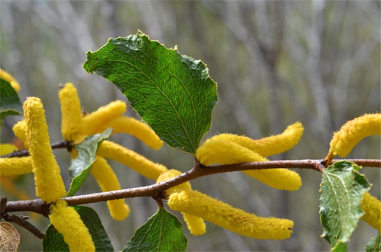 Acacia denticulosa: close up of leaf and flowers
