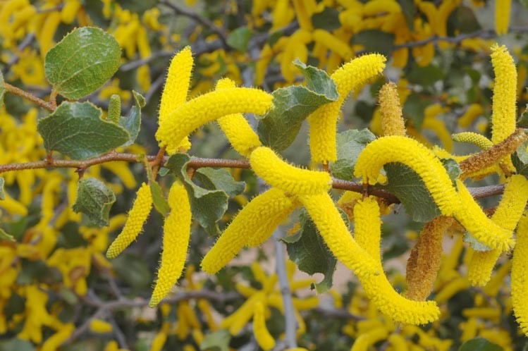 Acacia denticulosa: flowers
