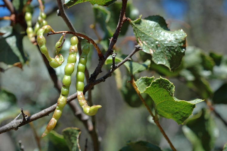 Acacia denticulosa: fruit
