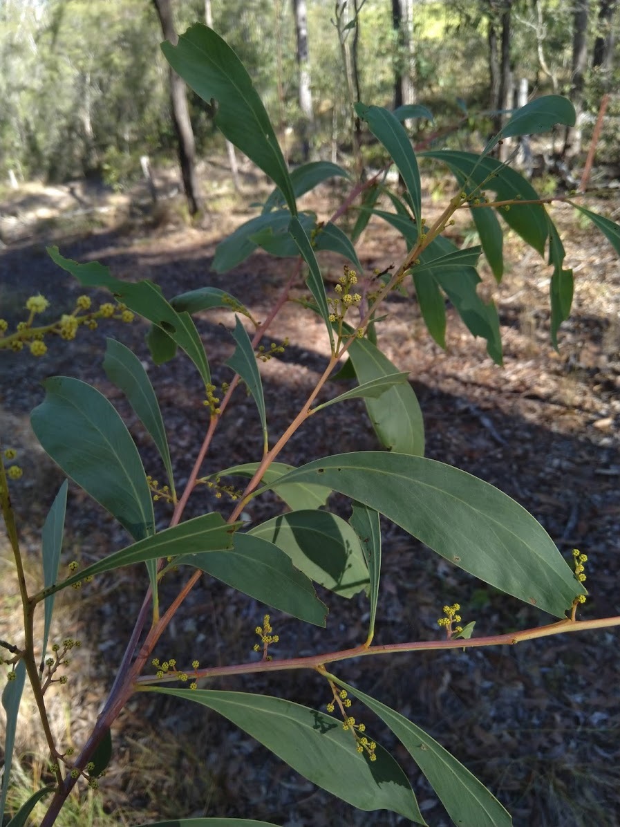 Acacia falcata: leaves