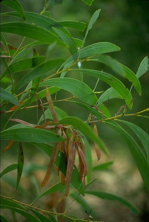 Acacia falcata: fruit