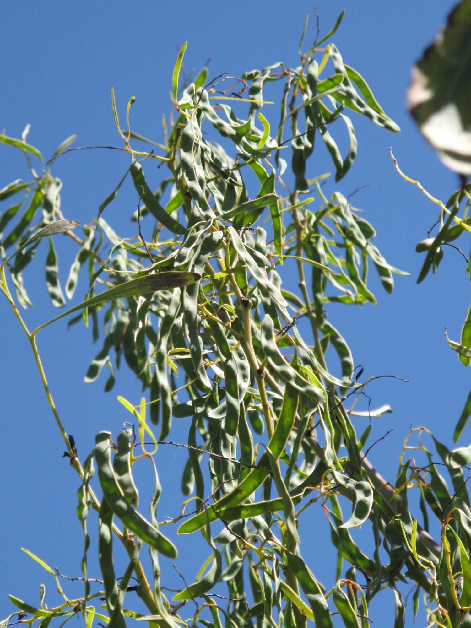 Acacia falcata: fruit and leaves on branches