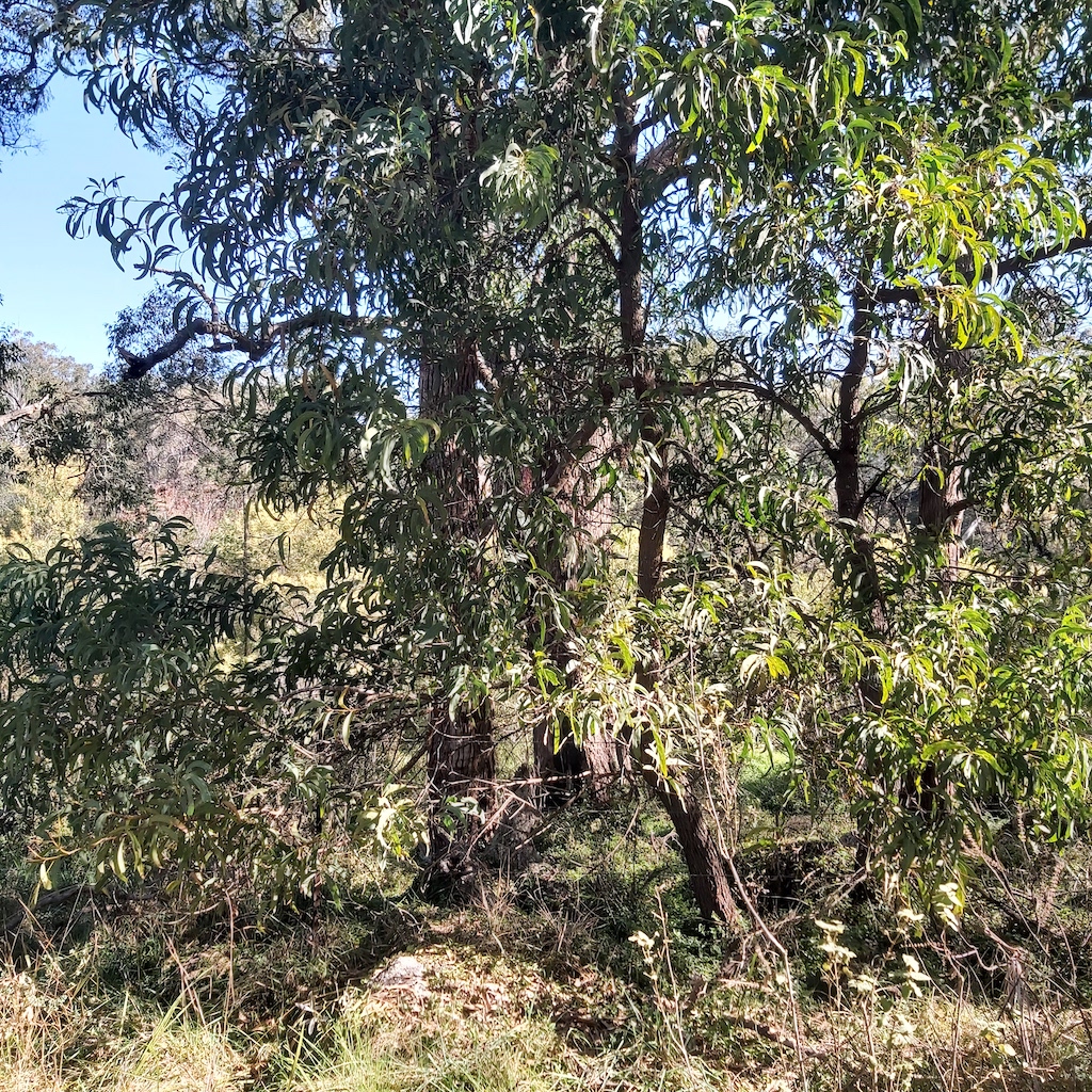 Acacia falcata: Whole tree in a bushland setting