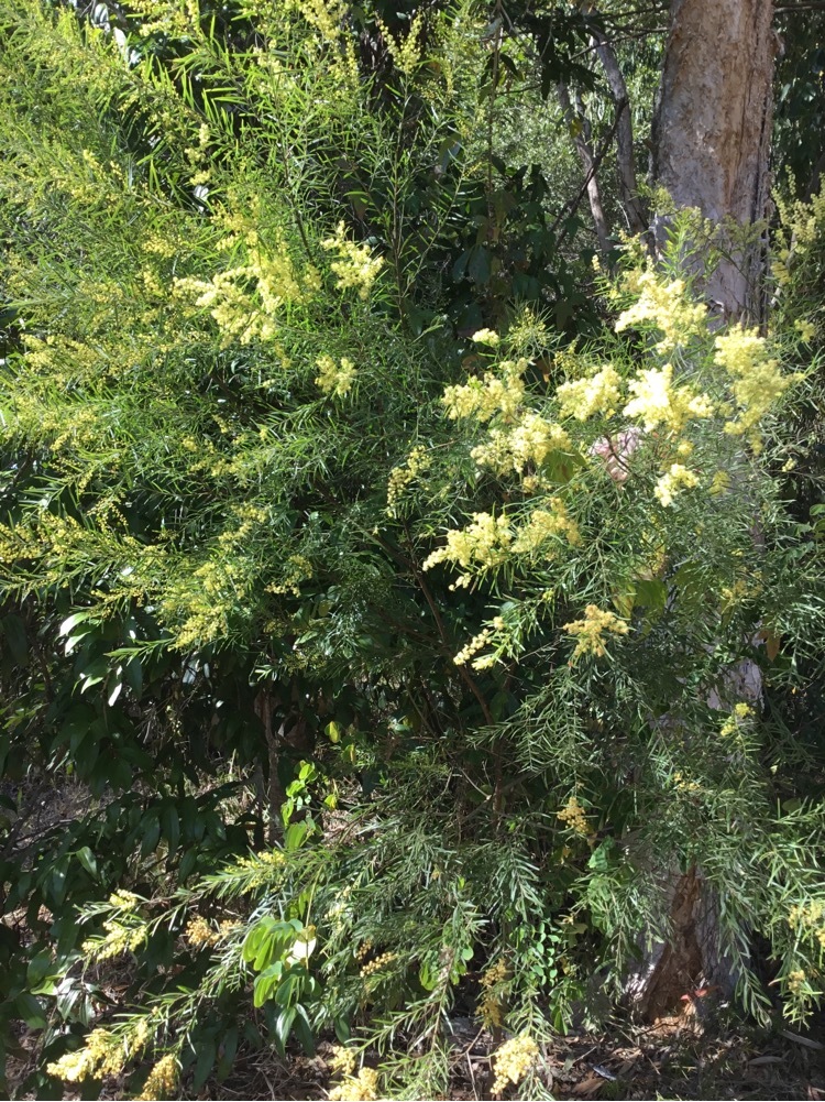 Acacia fimbriata: whole tree in flower