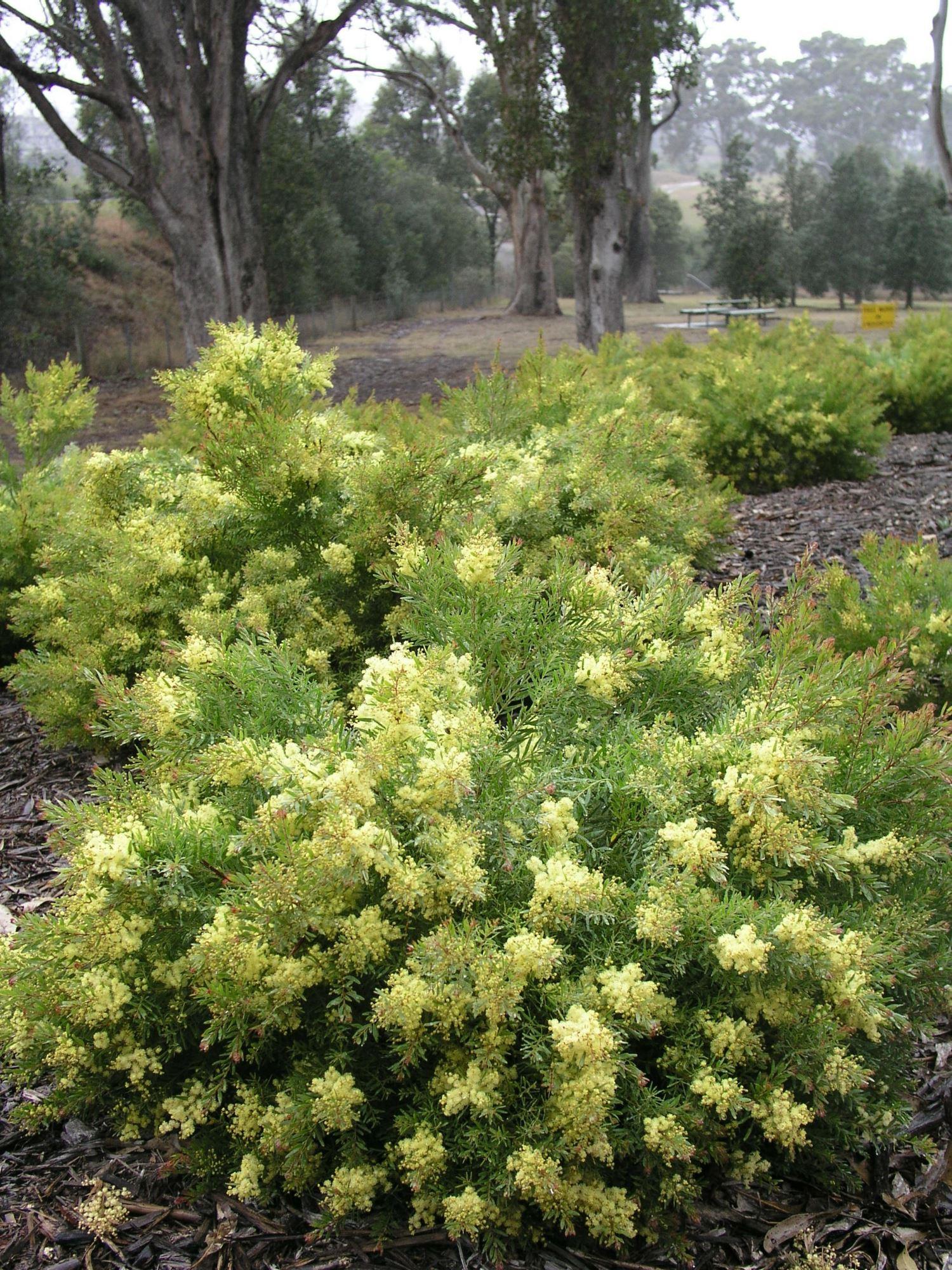 Acacia fimbriata: whole shrub