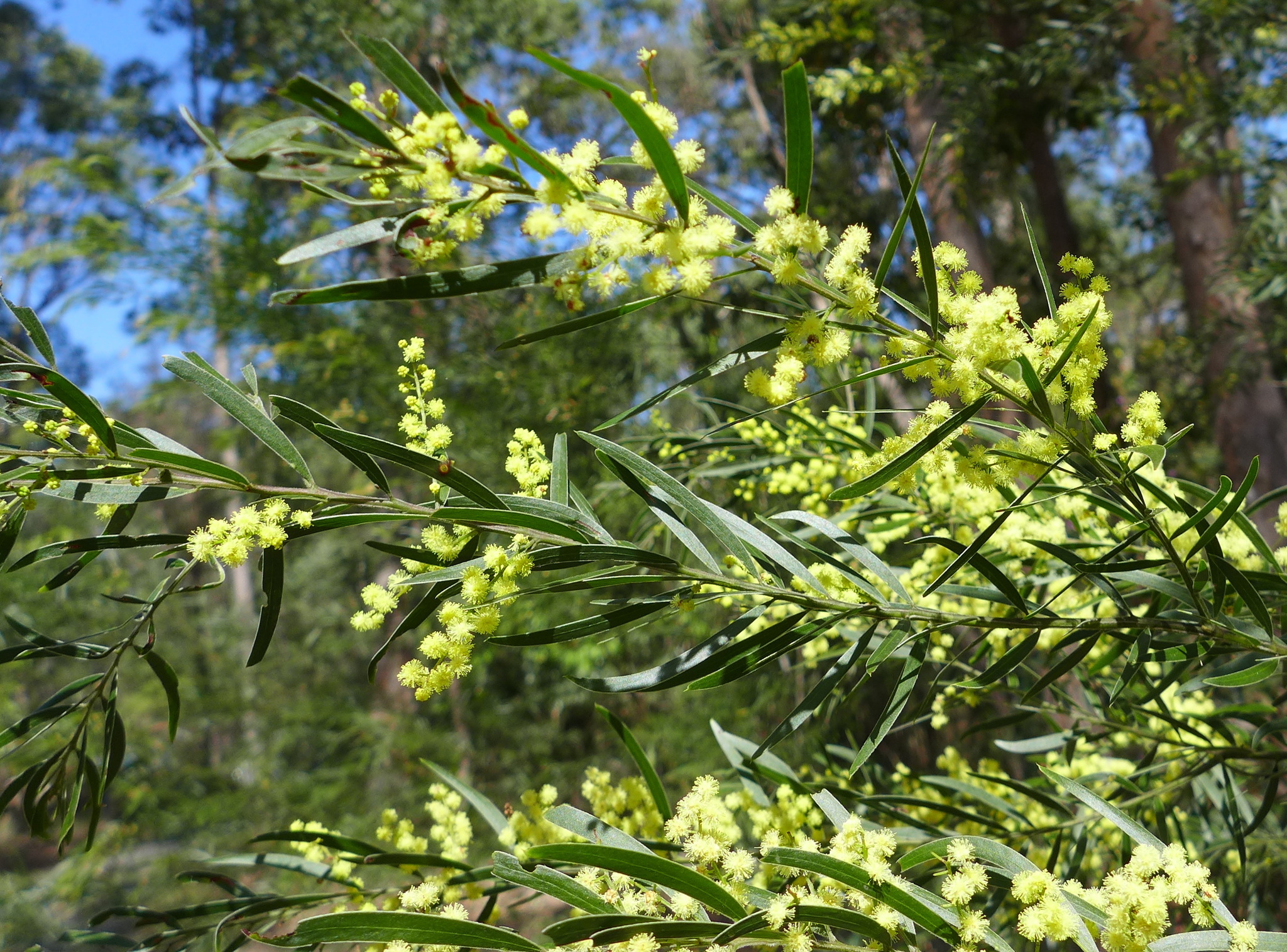 Acacia fimbriata: flowers and leaves
