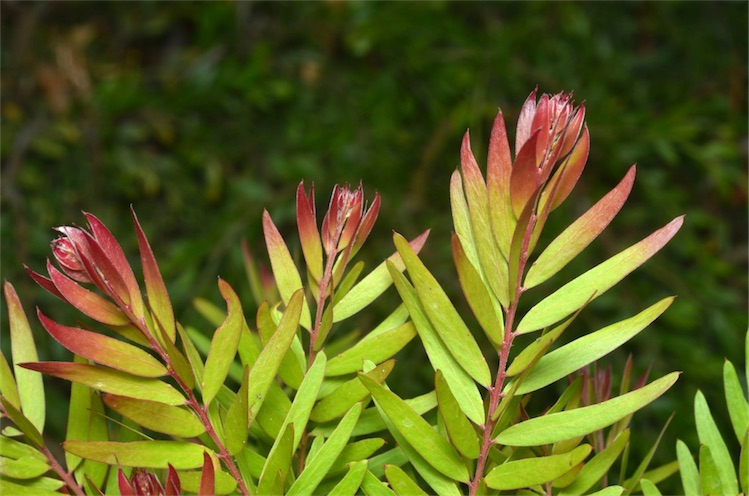 Acacia fimbriata Dwarf Crimson Blush: leaves