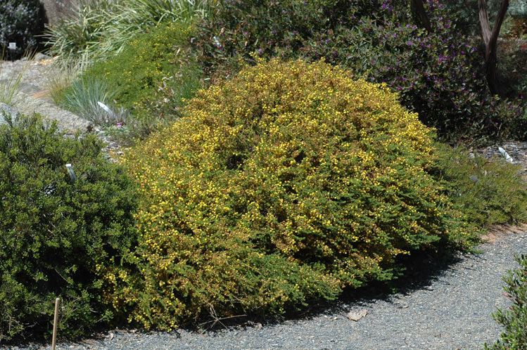 Acacia lasiocarpa: whole shrub in flower