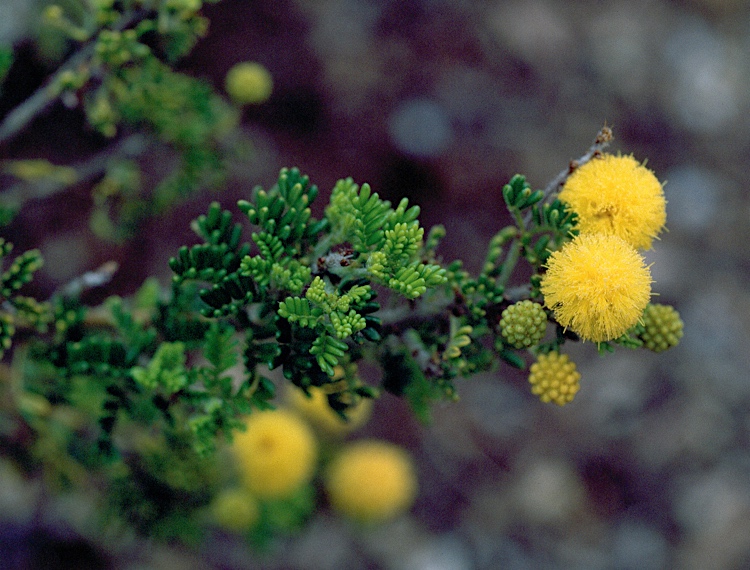 Acacia lasiocarpa: leaves