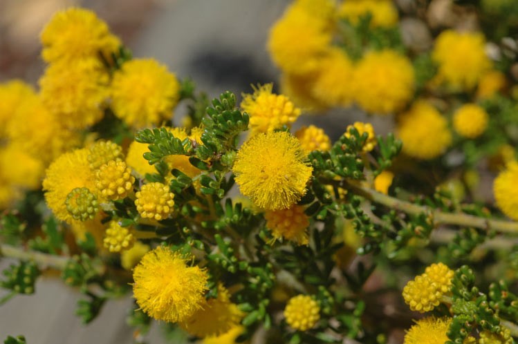 Acacia lasiocarpa: flowers