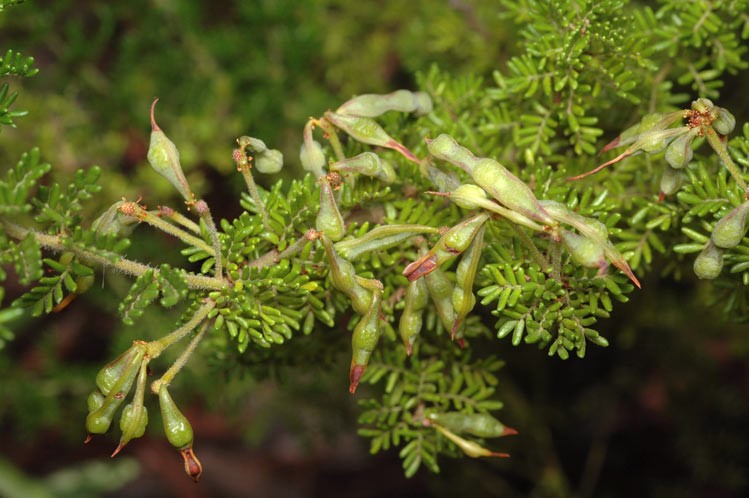 Acacia lasiocarpa: fruit