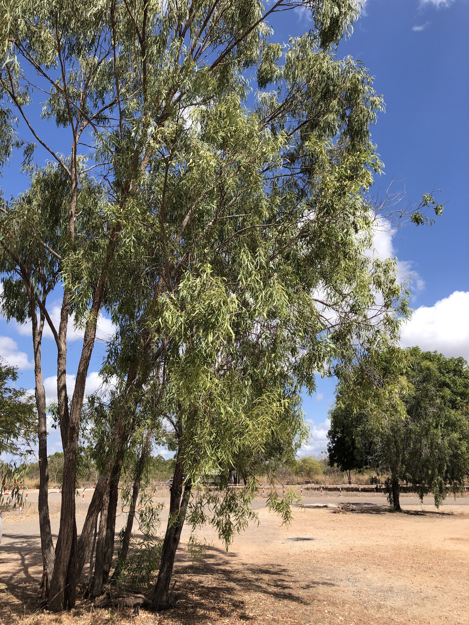 Acacia saligna: whole copse of trees