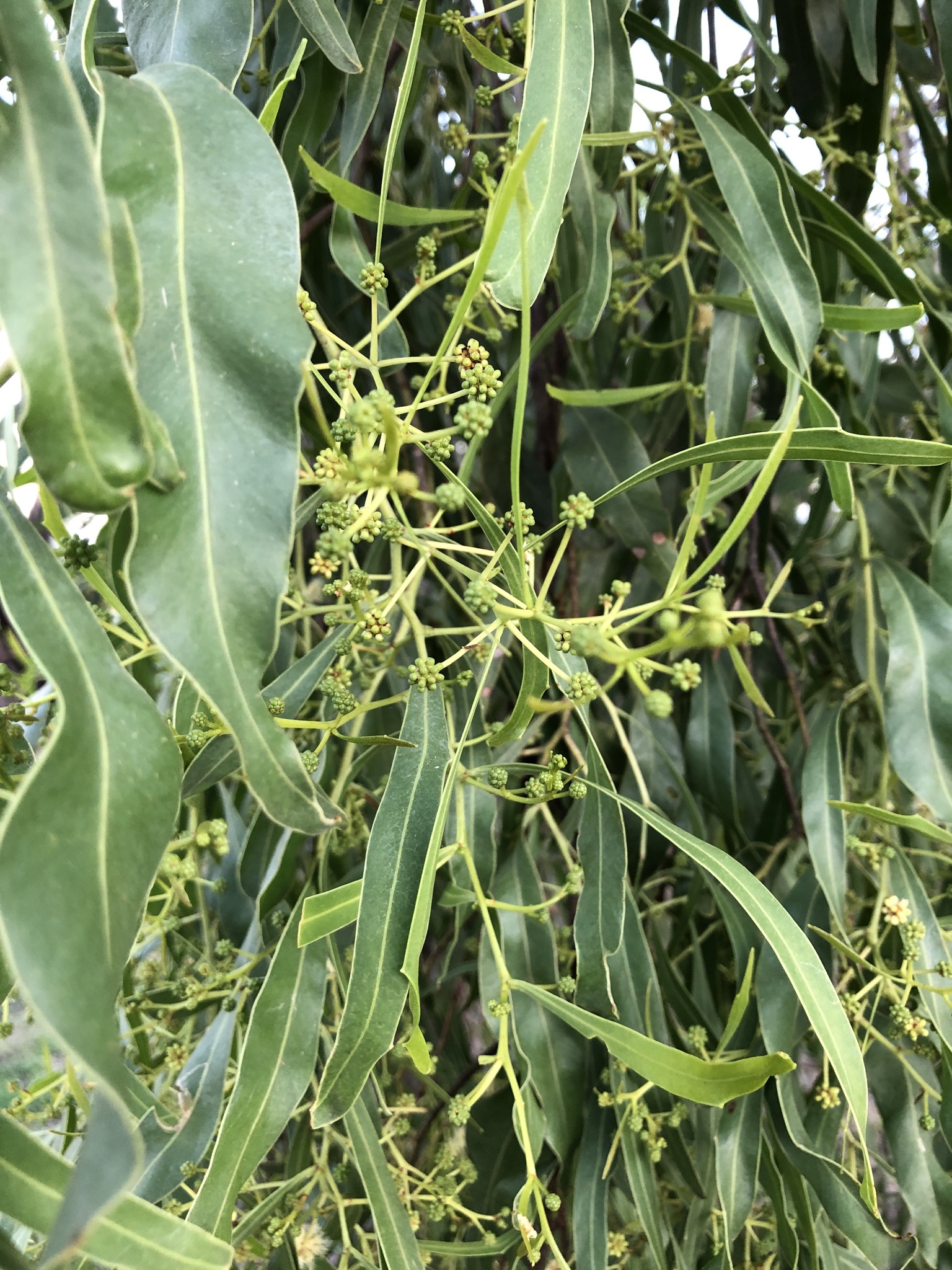 Acacia saligna: leaves