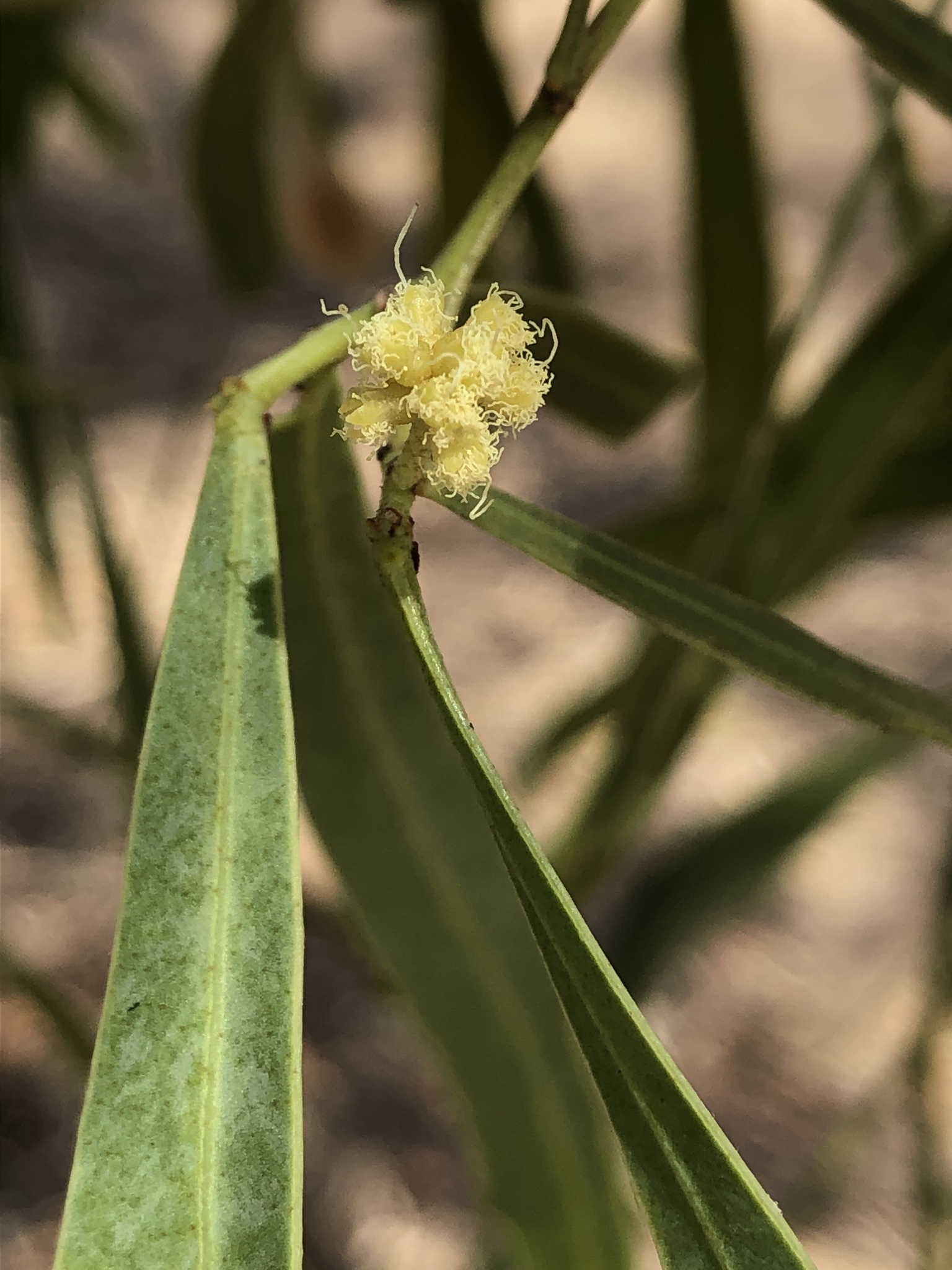 Acacia saligna: flower