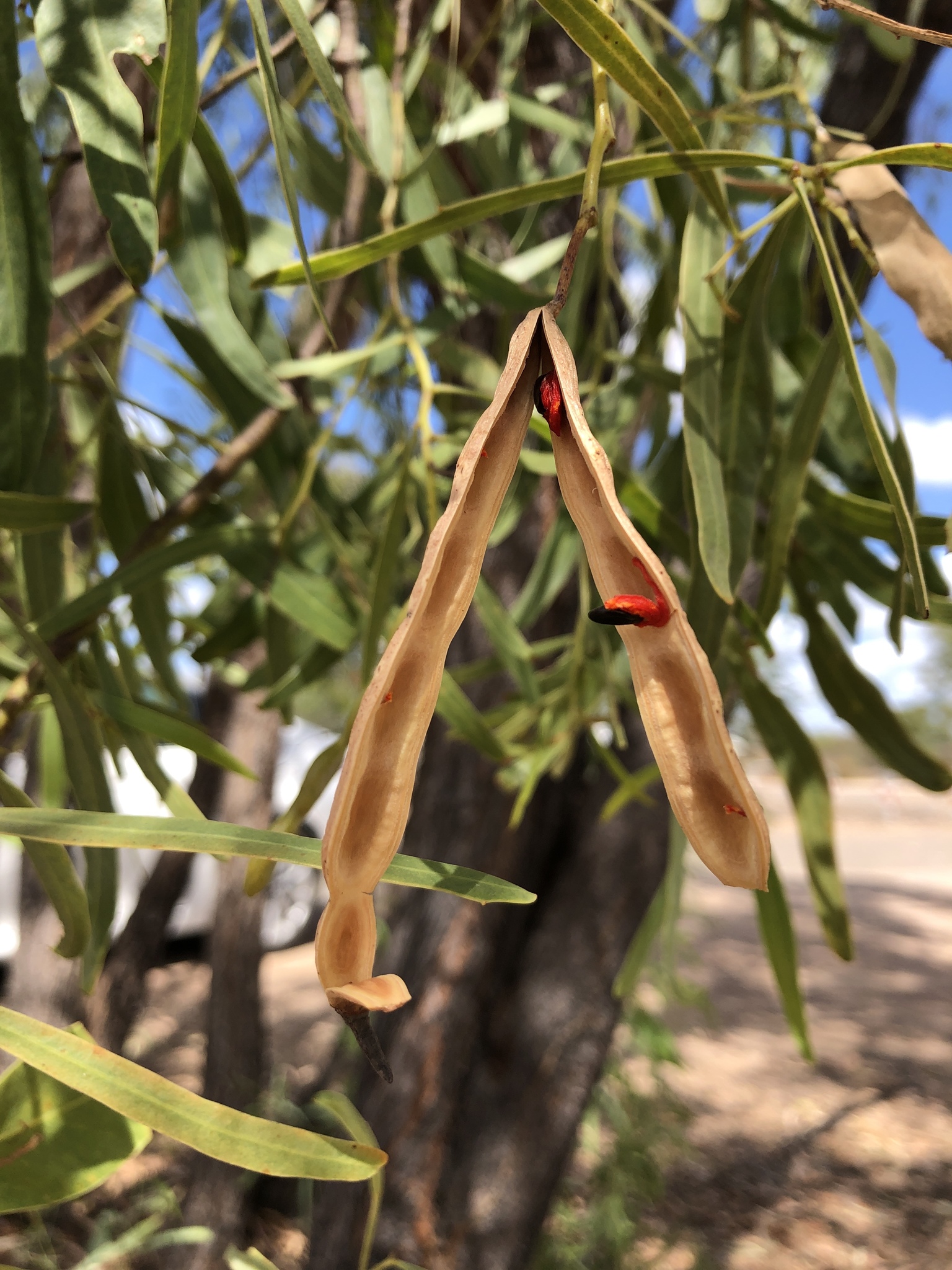 Acacia saligna: opened seed pod with seeds