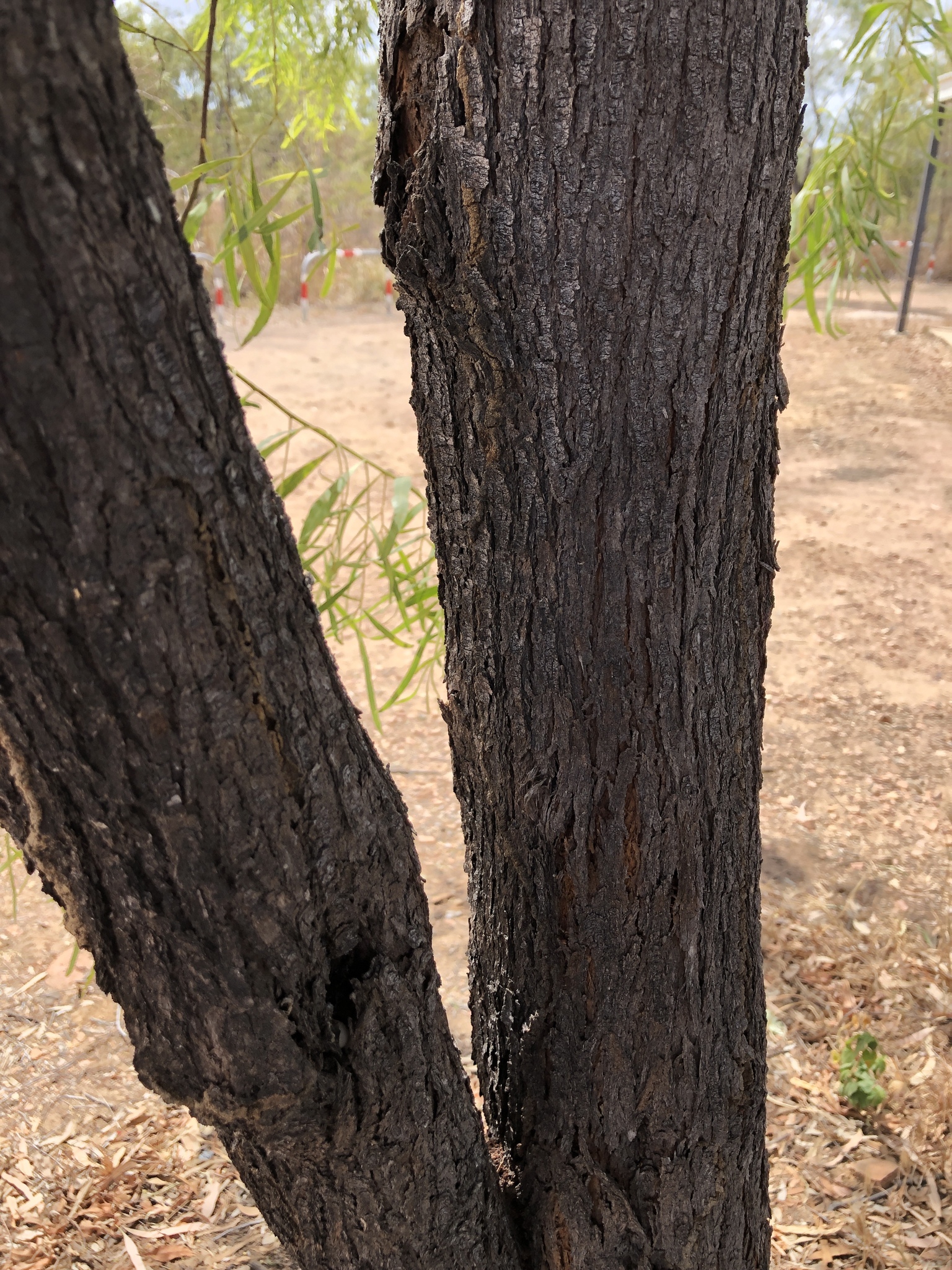 Acacia saligna: bark on trunk