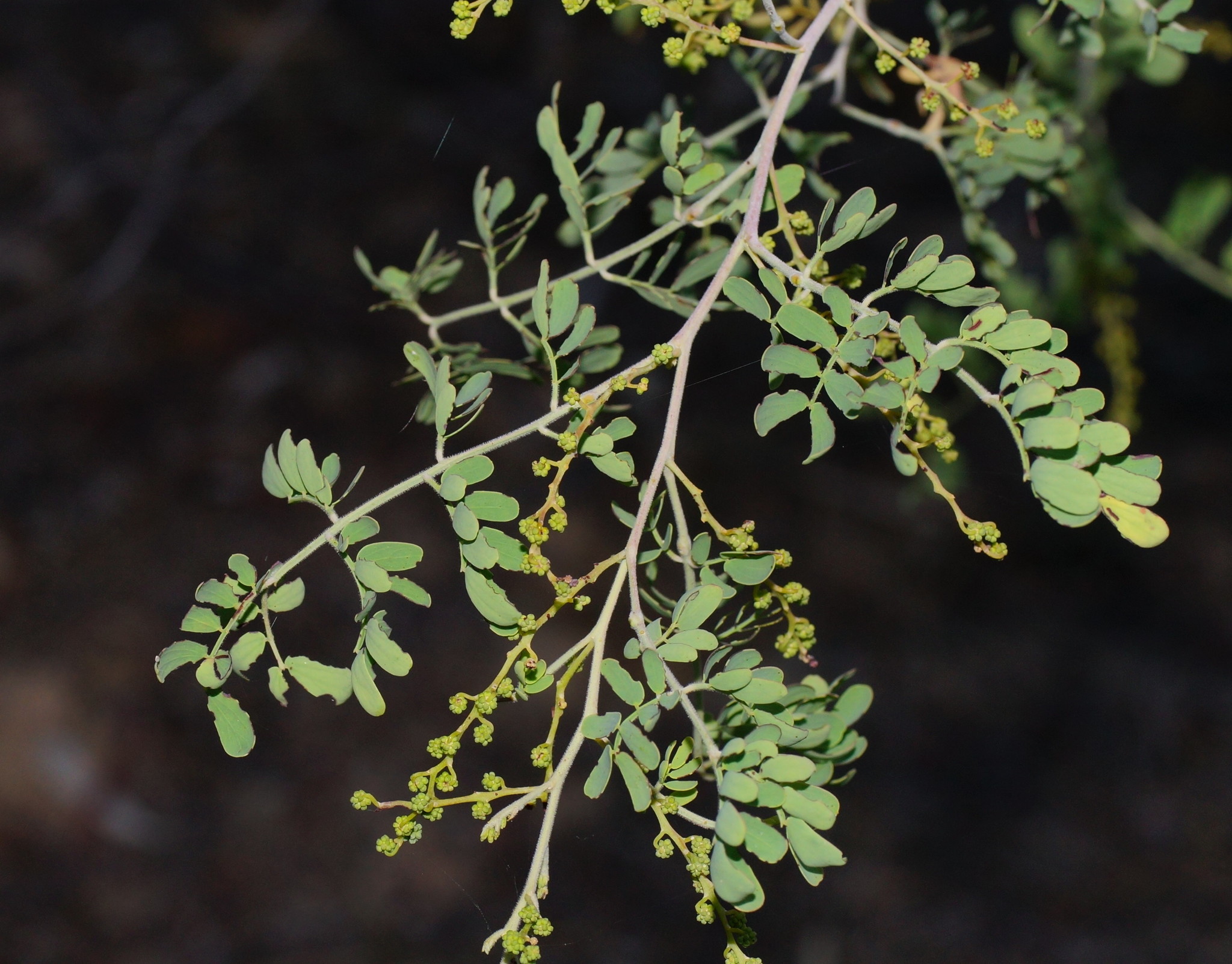 Acacia spectabilis: leaves