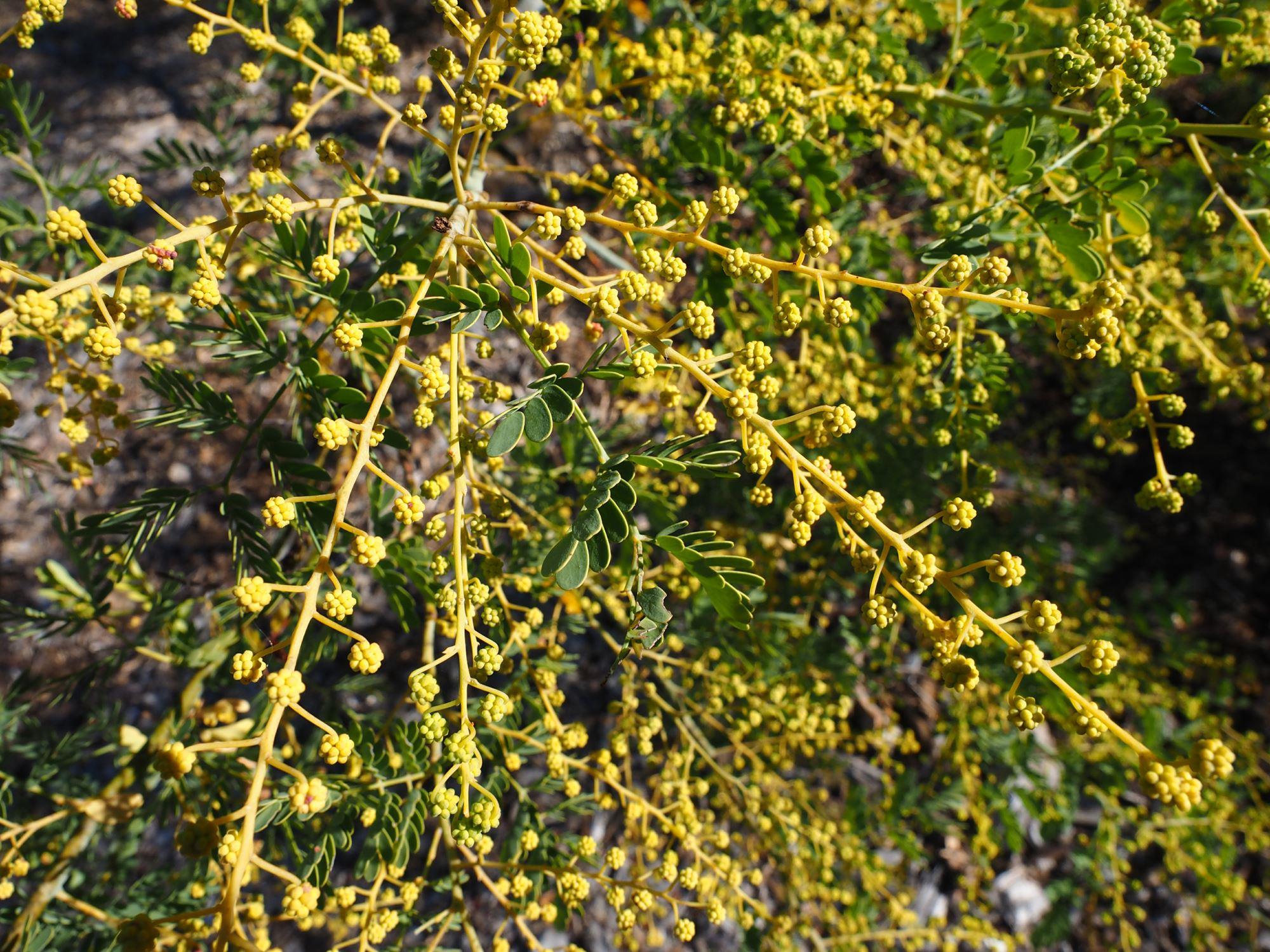 Acacia spectabilis: flower buds and leaves on stems