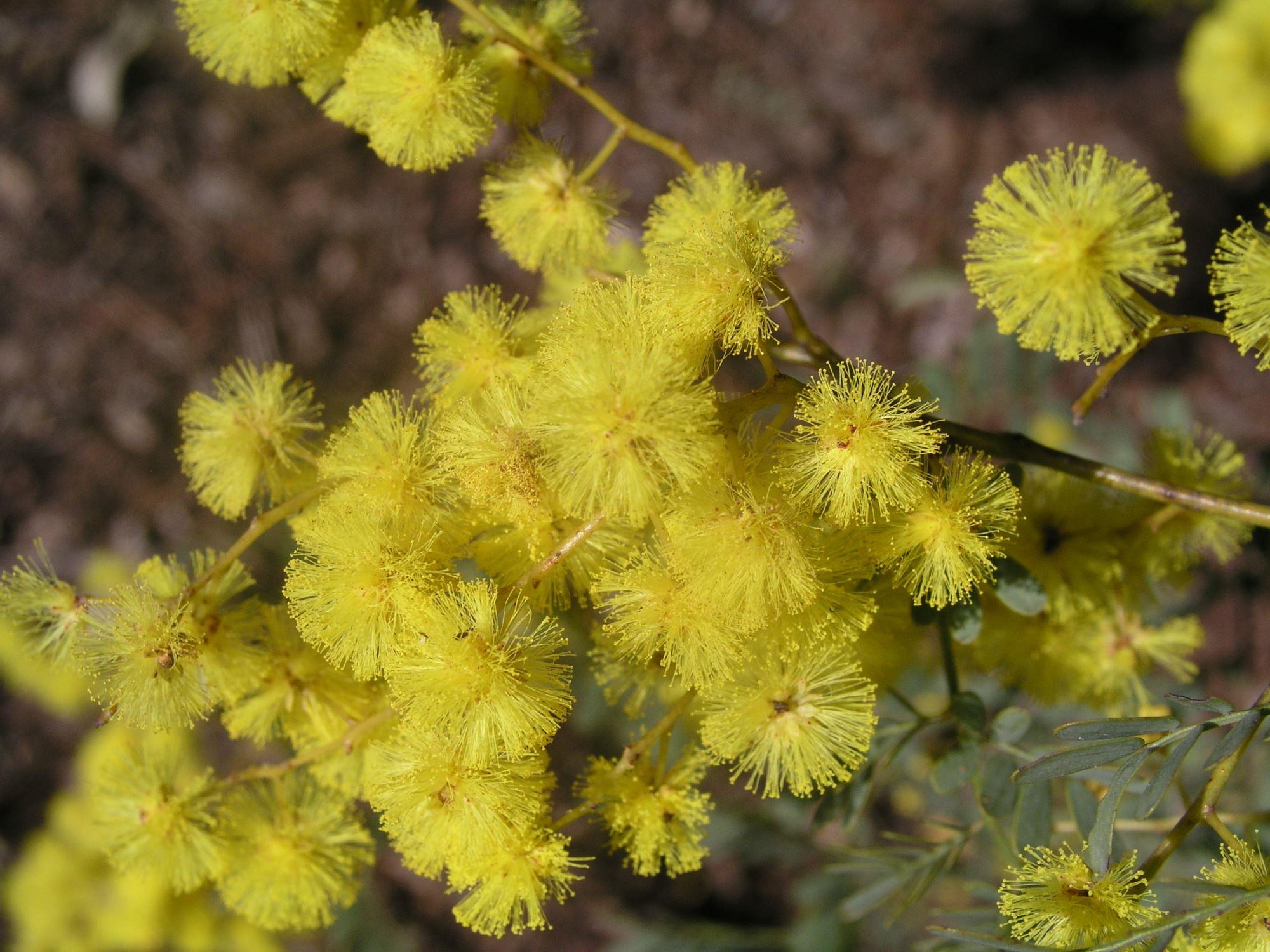 Acacia spectabilis: close up of flowers