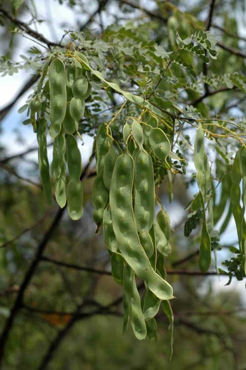 Acacia spectabilis: fruit