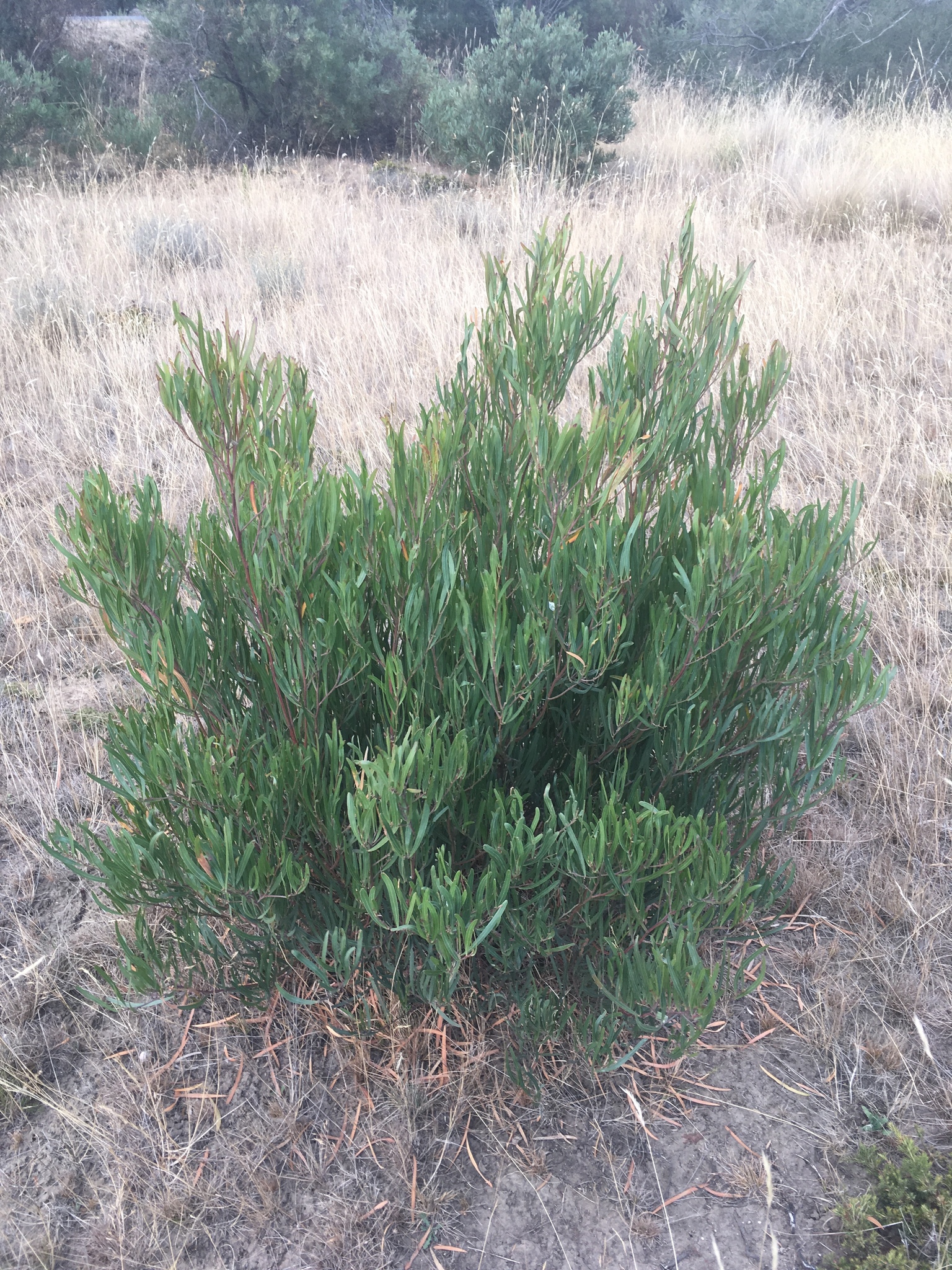 Acacia stricta: whole shrub