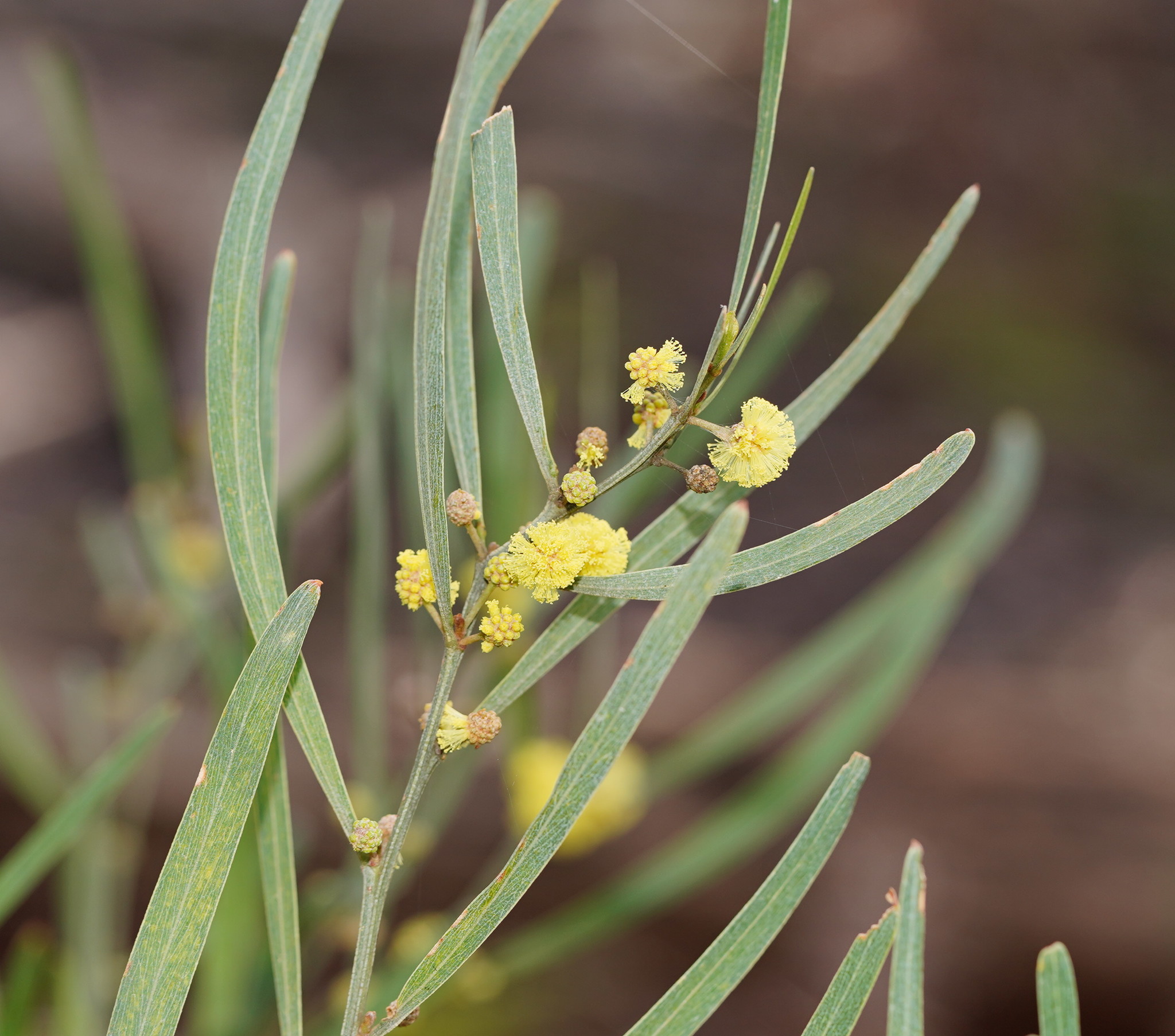Acacia stricta: leaves