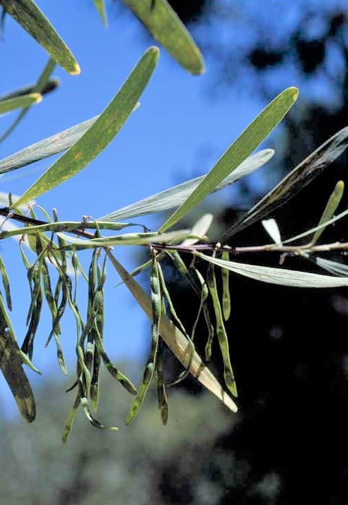 Acacia stricta: fruit
