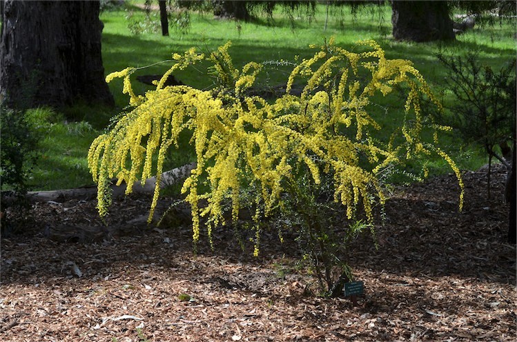 Acacia verniciflua: close up of shrub and flowers