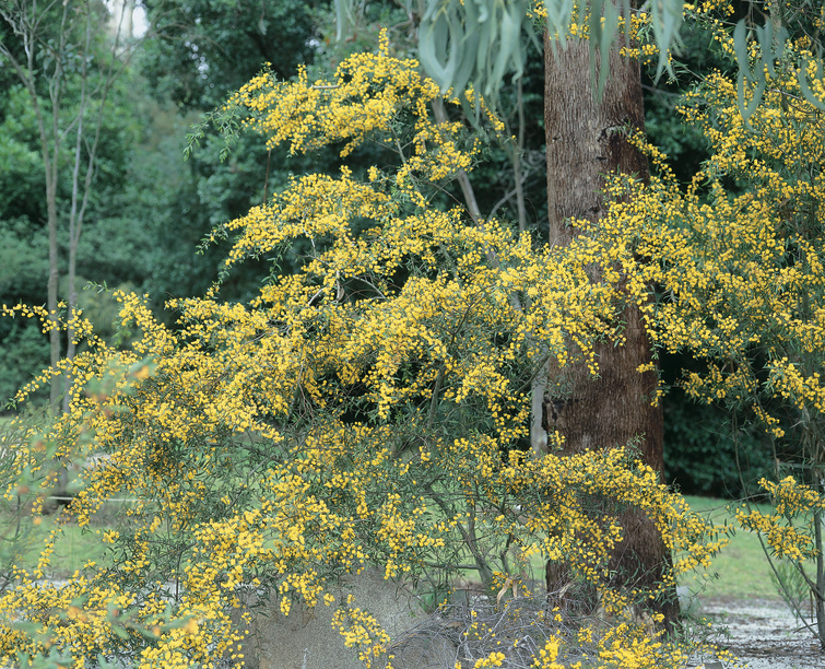 Acacia verniciflua: close up of shrub and flowers