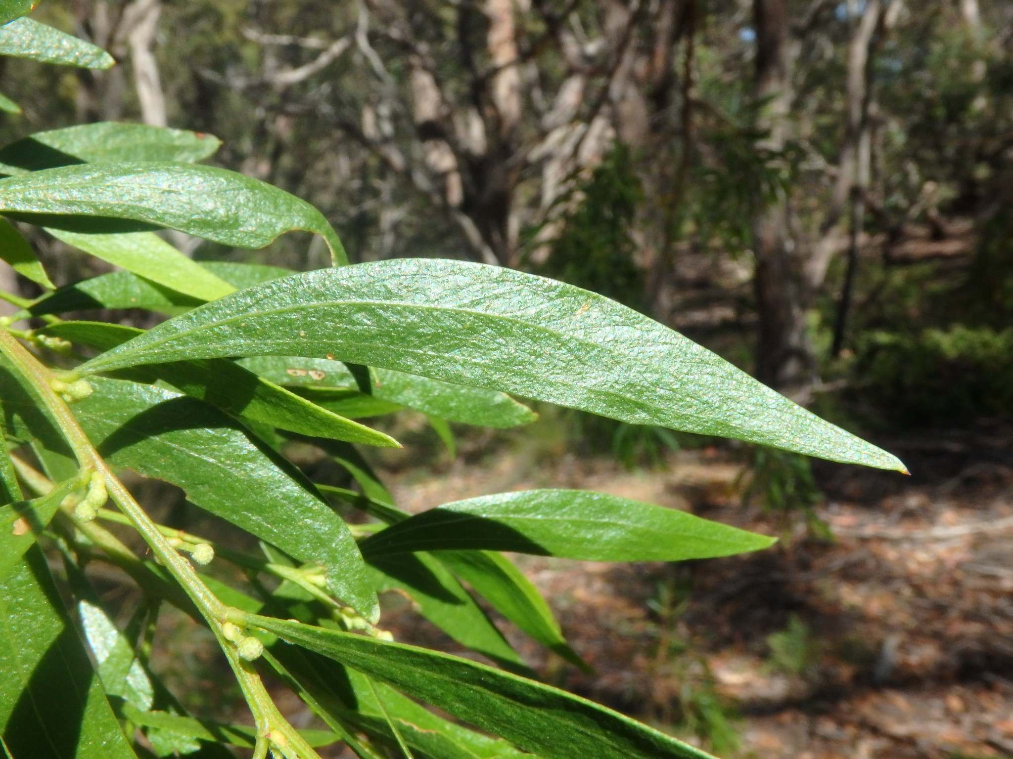 Acacia verniciflua: leaves