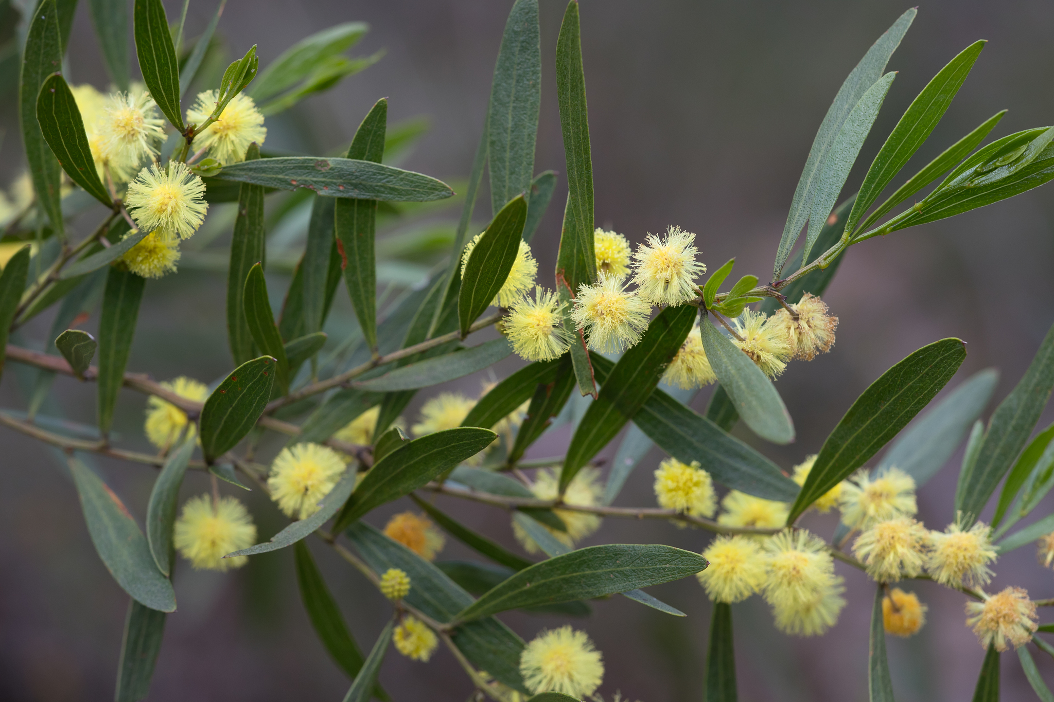 Acacia verniciflua: leaves and flowers