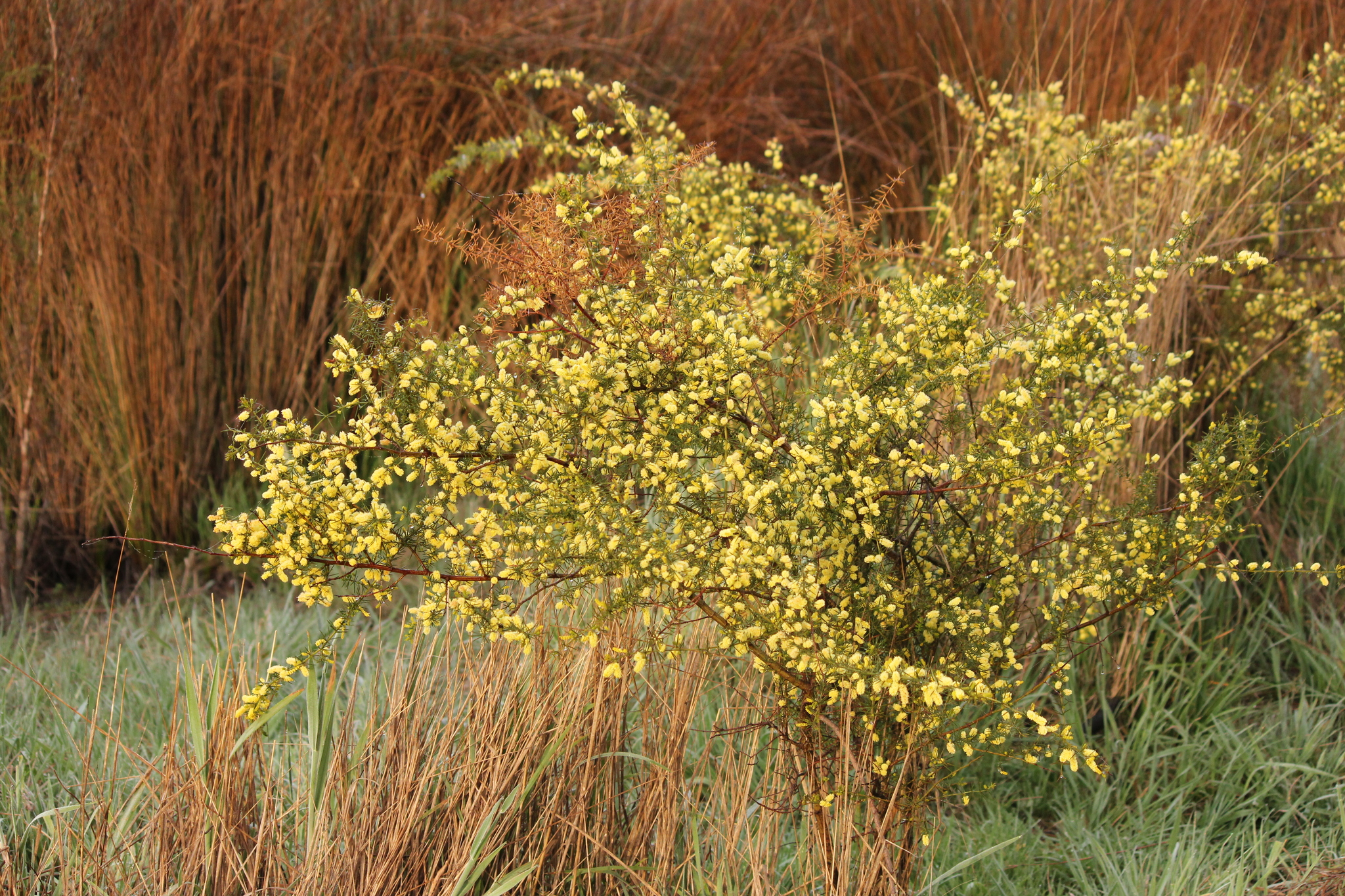 Acacia verticillata: Whole plant in flower