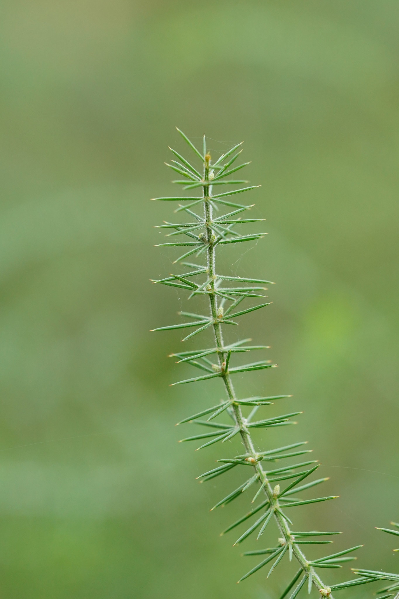 Acacia verticillata: close up of leaves
