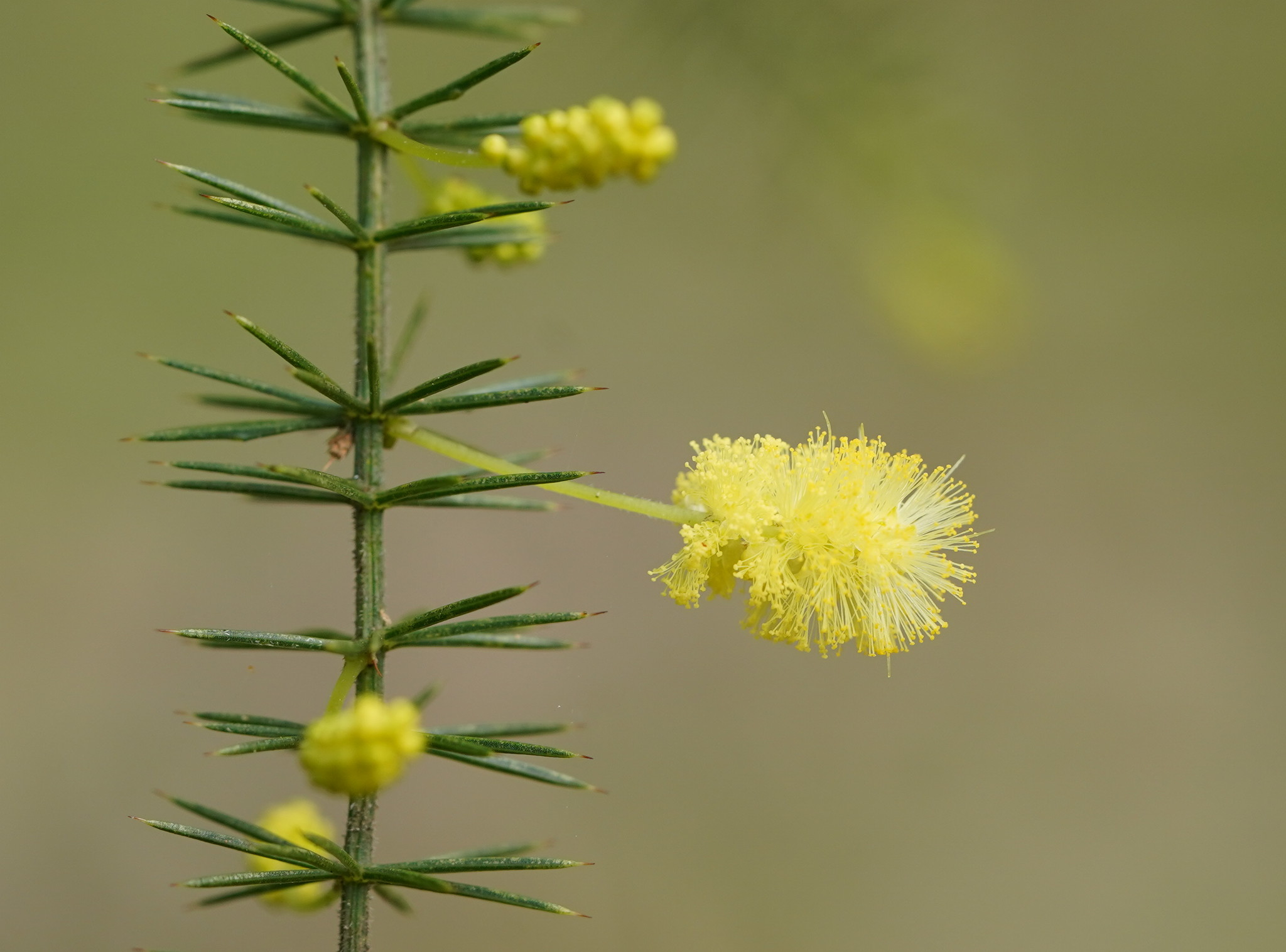 Acacia verticillata: close up of flowers