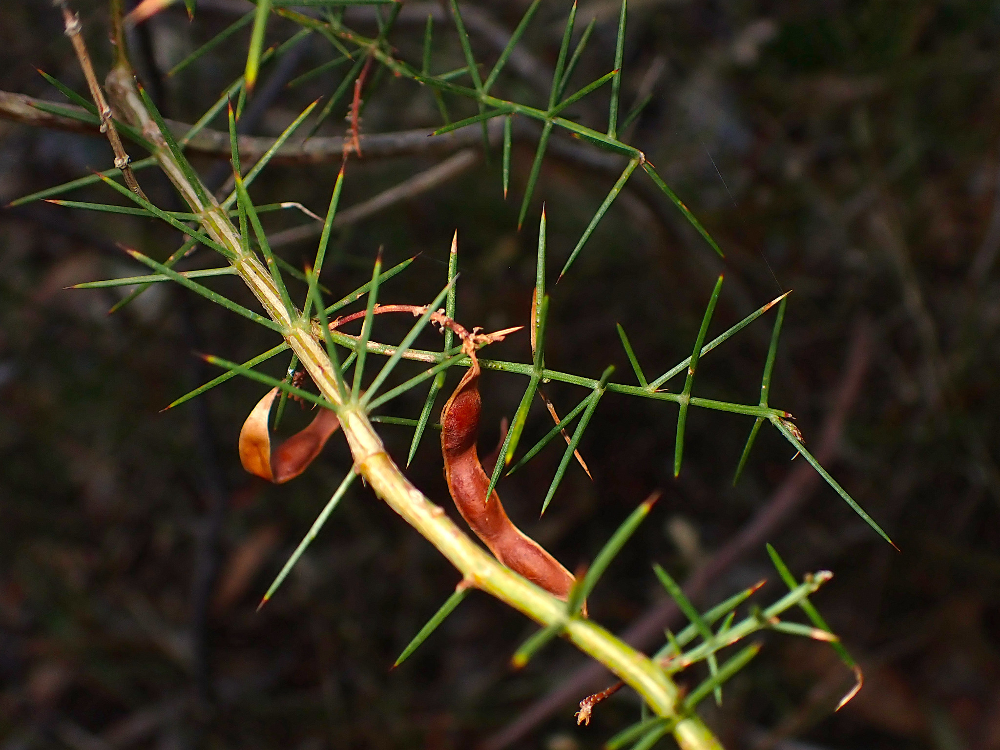 Acacia verticillata: seed pod