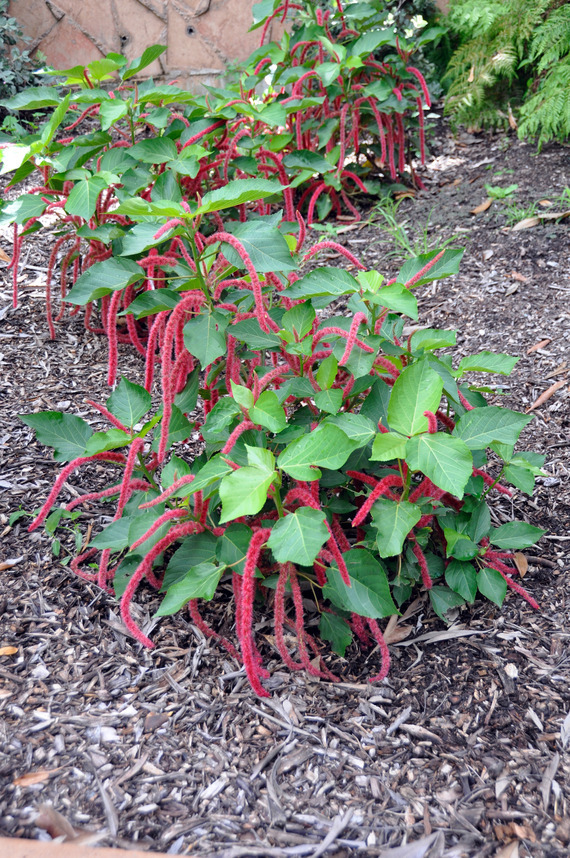 Acalypha hispida: multiple plants with leaf and flower detail growing in garden bed