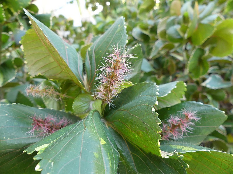 Acalypha wilkesiana: close up of leaves
