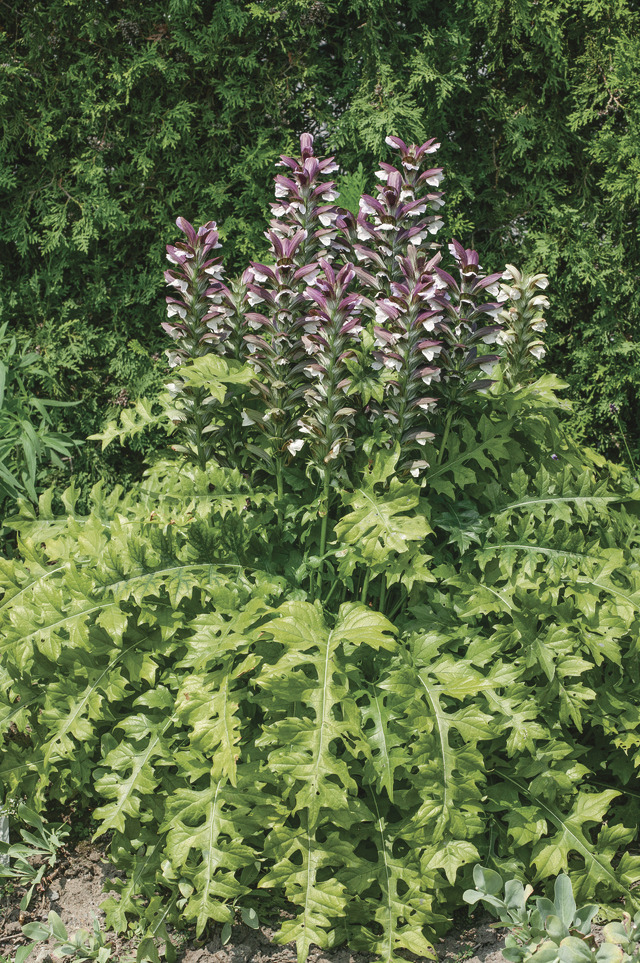 Acanthus hungaricus: Acanthus in garden bed - close up of leaves and flowers
