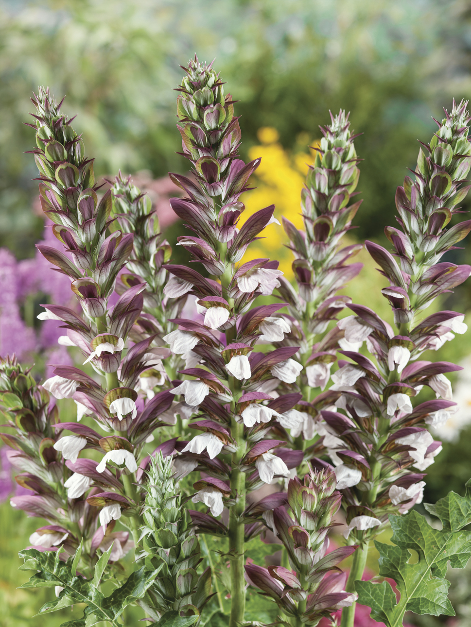 Acanthus hungaricus: close up of flowers
