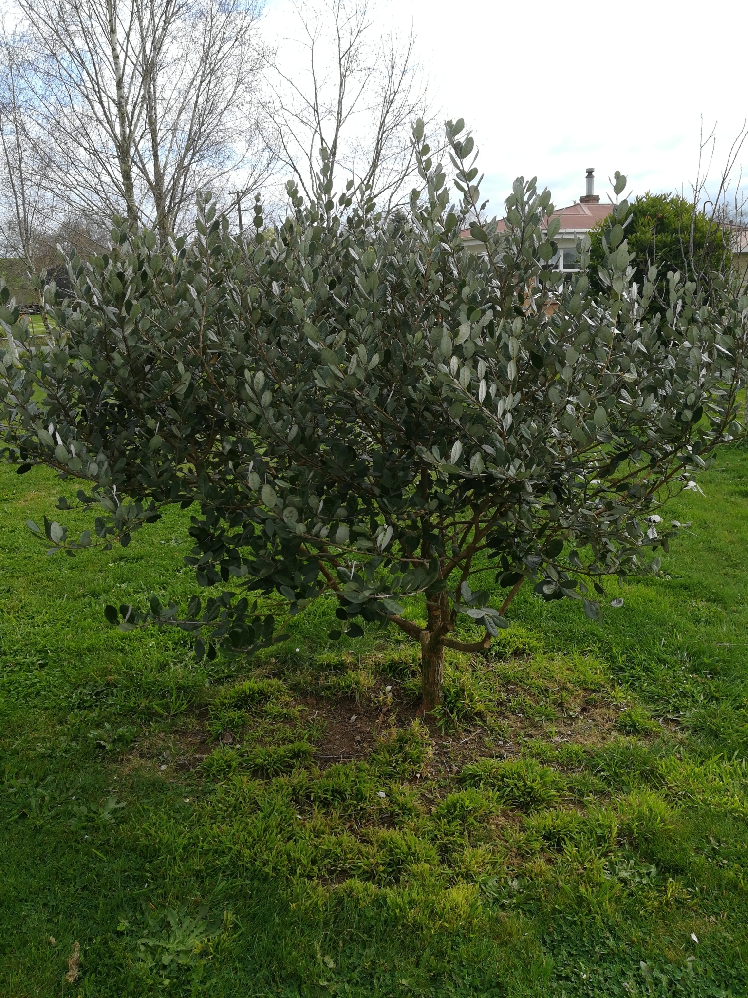 Acca sellowiana: close up of leaves and flowers