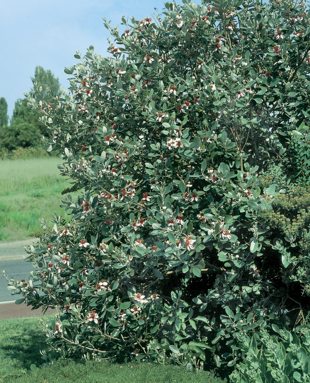 Acca sellowiana: shrub flowering growing in park