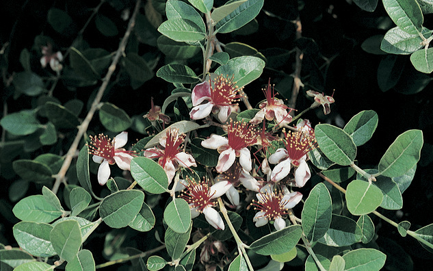 Acca sellowiana: close up of leaves and flowers