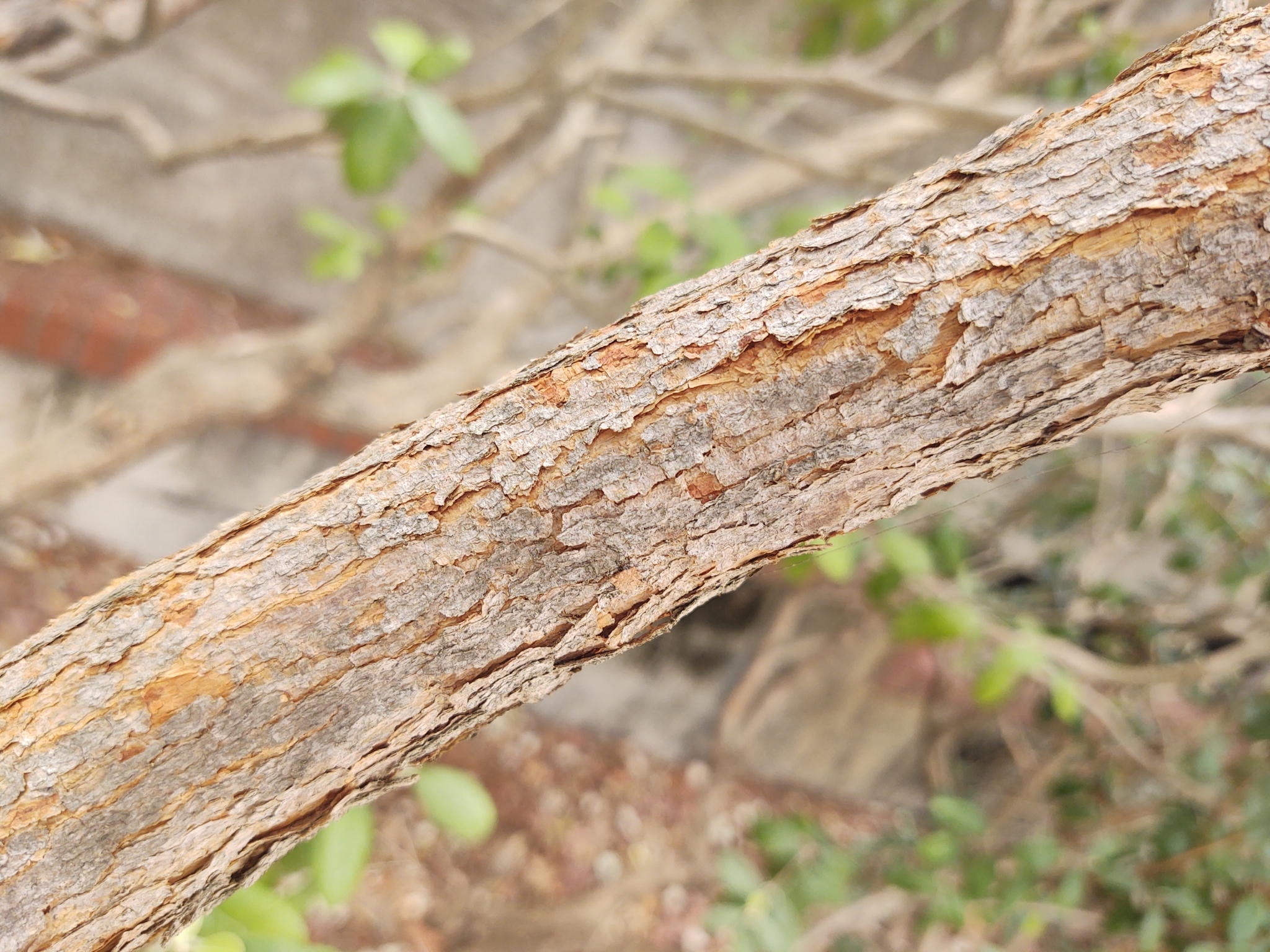 Acca sellowiana: close up of leaves and flowers