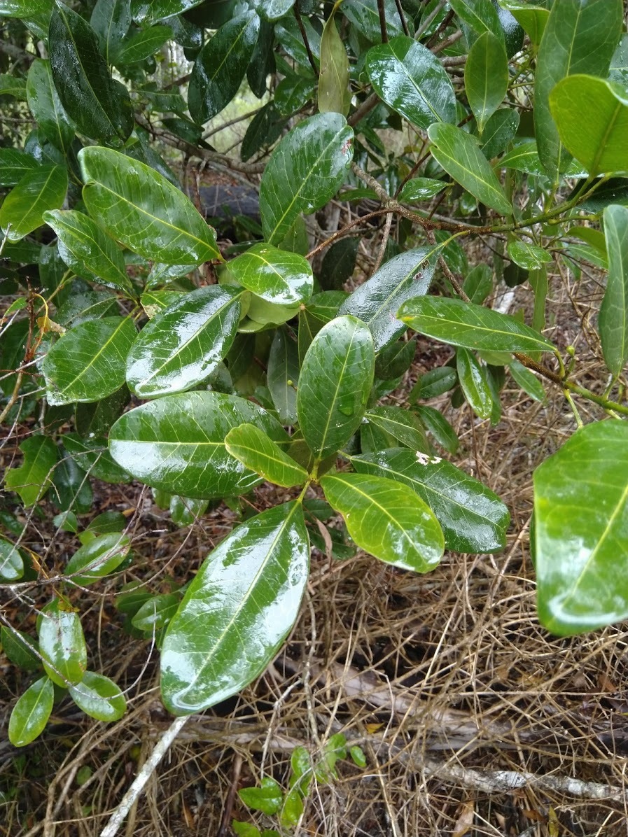 Acronychia imperforata: wet leaves